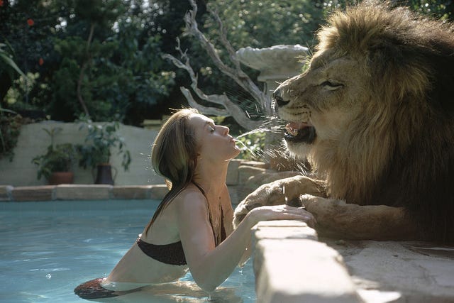 attrice americana e animalista tippi hedren, in una piscina, sputa giocosamente acqua al suo leone domestico neil, che siede sul ponte della piscina, sherman oaks, california, maggio 1971 foto di michael rougierthe life picture collection via getty images