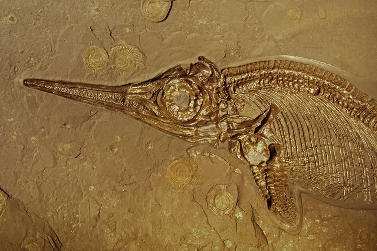 Newfound Marine Fossil May Be From the Largest Creature That Ever Lived