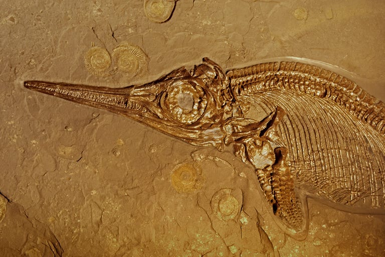 Fossil ichthyosaur