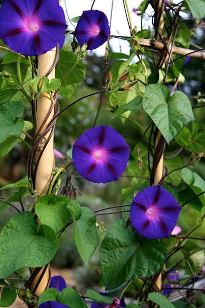 20 Best Flowering Vines and Vine Plants - Best Wall Climbing Vines to Plant