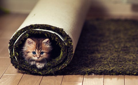 Kitten in rolled green carpet