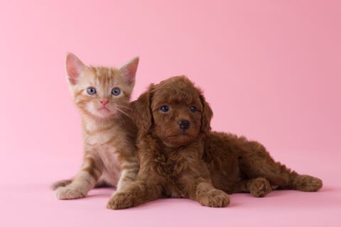 Cani E Gatti La Ricerca Svela Chi è Il Più Intelligente