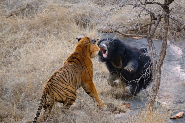 mother sloth bear with two young babies on her back fighting with male tiger in forests