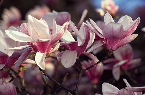 fiori di magnolia saucer magnolia x soulangeana, magnoliaceae