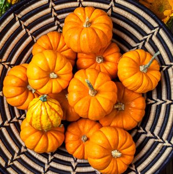 fun things to do on thanksgiving — mini pumpkin hunt
