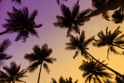 Tropical coconut trees at sunset
