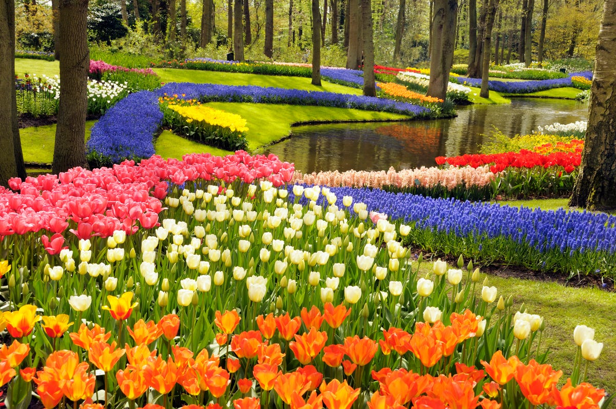 Win tickets voor het bijwonen van “Feast in the Flowers” in Keukenhof, Nederland