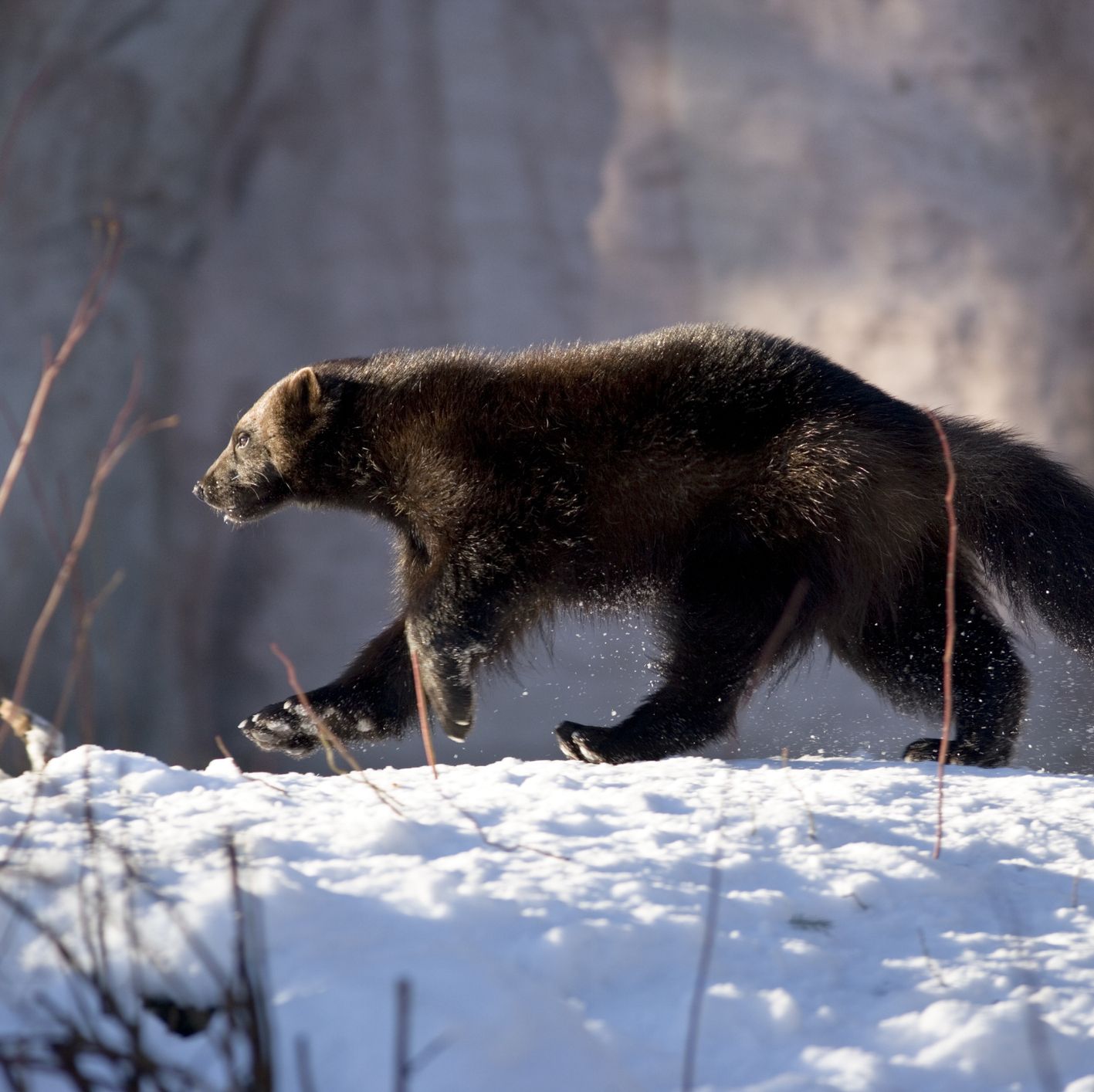 At Last, the Incredibly Rare Wild Wolverine Has Reappeared