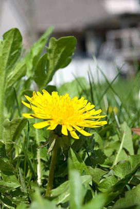 close up of a flowering dandelion weed on a residential lawn with house in background