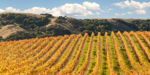 Sonoma Valley Winery Vines