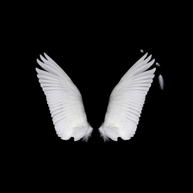 wings isolated on black background