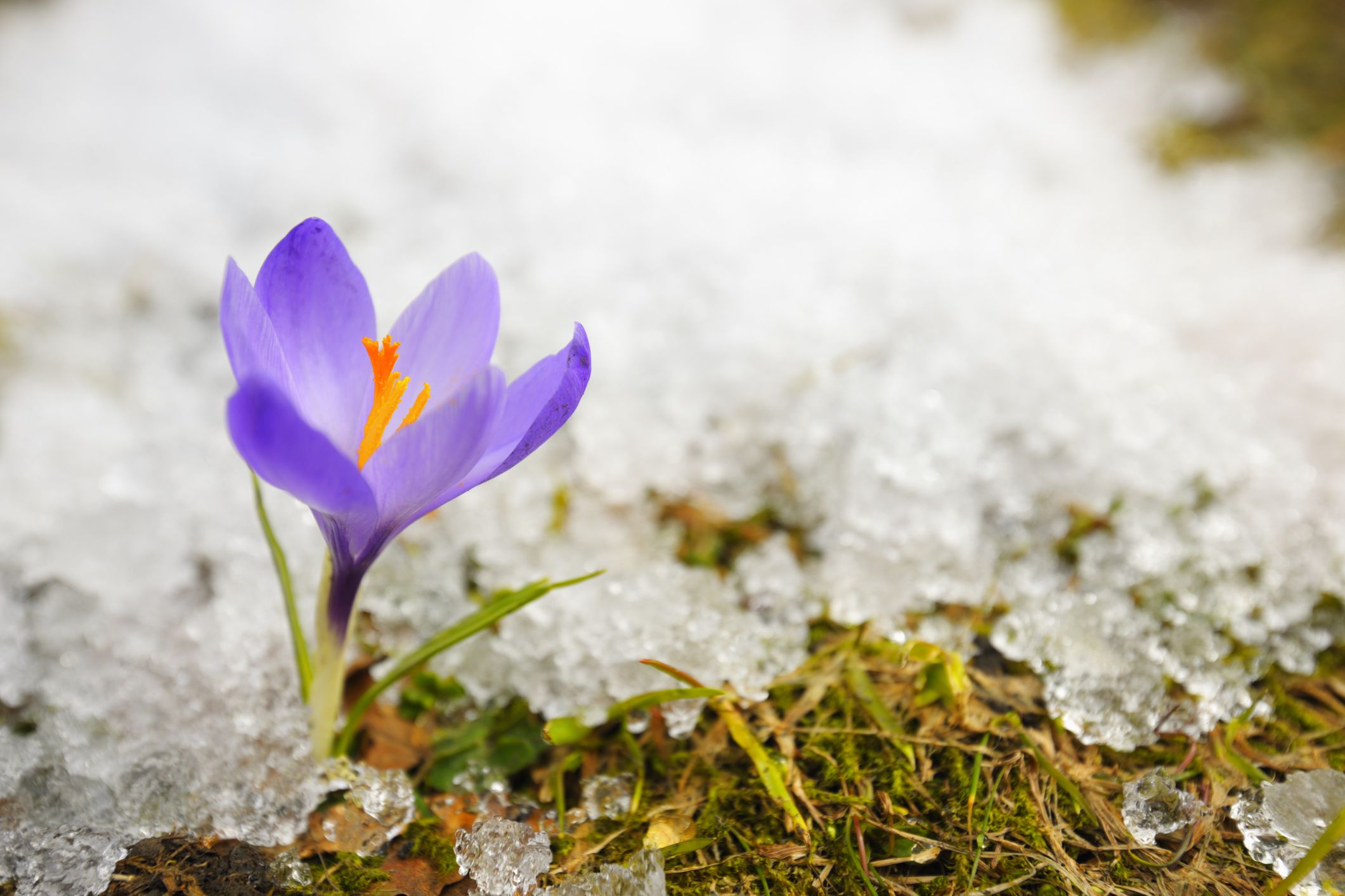 Best Winter Flowers - Flowers That Bloom in Winter