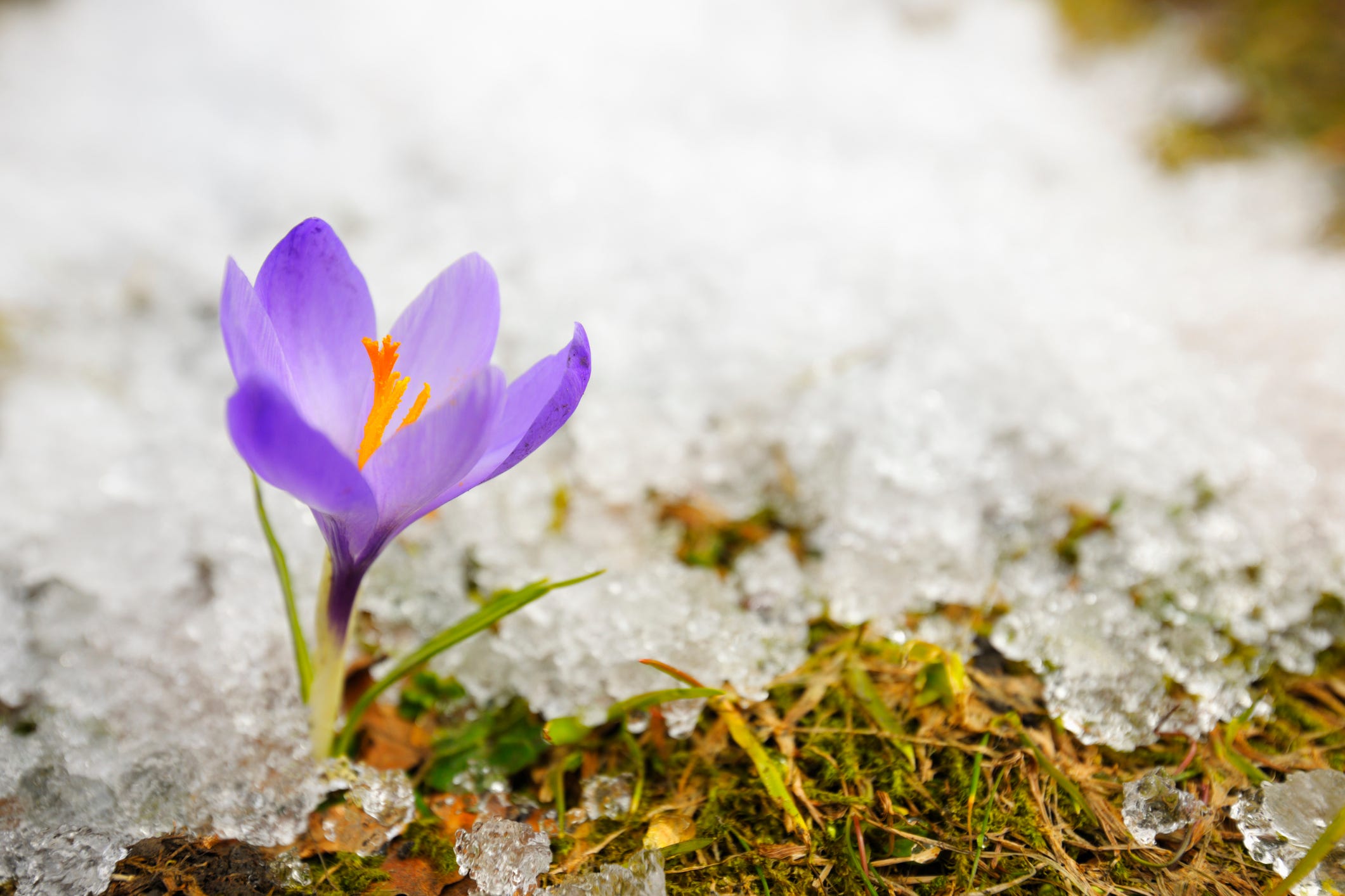 pictures of colorful flowers