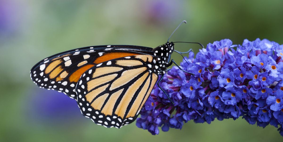 Кращий час для посадки саду метеликів