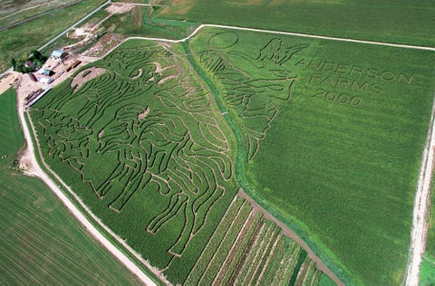 Aerial photography, Land lot, Grass, Bird's-eye view, Grass family, Field, Plant, Photography, Plain, Polder, 