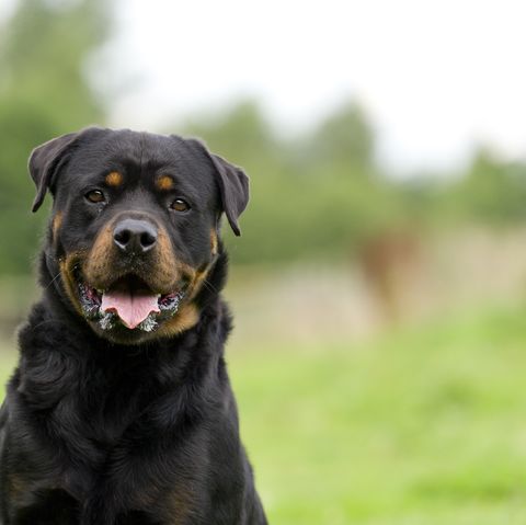Most Popular Dog Breeds in the U.S. - Best Dogs in America
