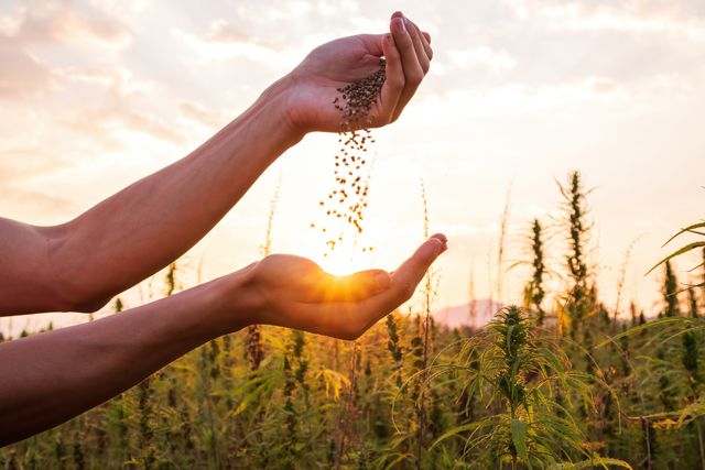 hemp farmer holding cannabis seeds in hands on farm field outside