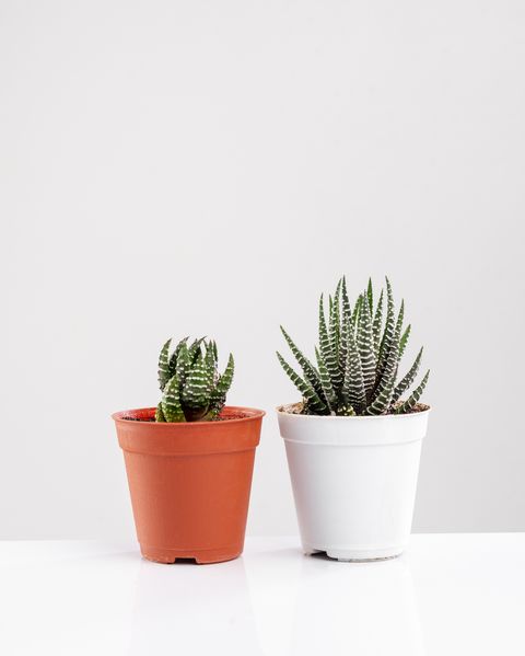 collect various cactus and cactus plants in various white pots on a white background against a white wall