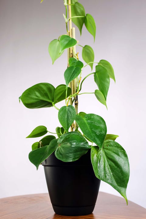 14 Best Low Light Indoor Plants - Grow Houseplants In Low Light