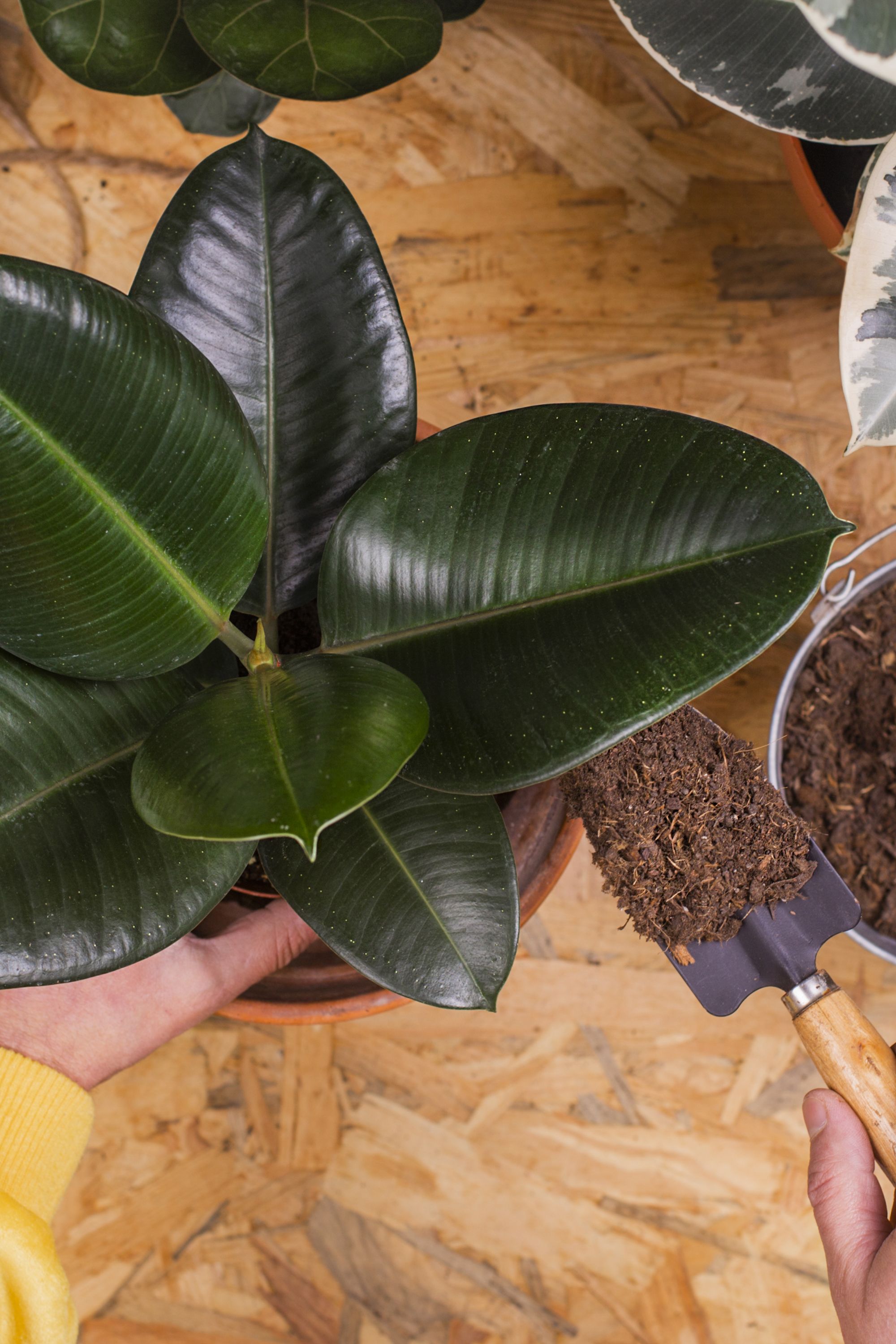 人気の観葉植物 ゴムの木の特徴と育て方を解説 Elle Decor エル デコ