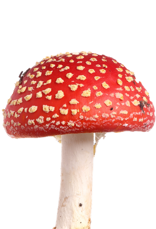 Fly agaric amanita muscaria isolated on white background