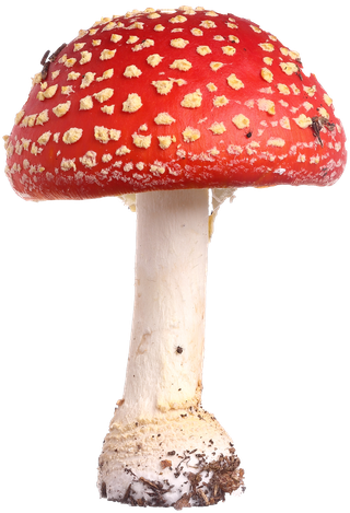 fly agaric amanita muscaria isolated on white background