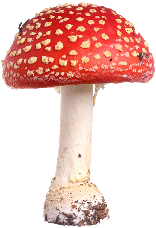 Fly agaric amanita muscaria isolated on white background