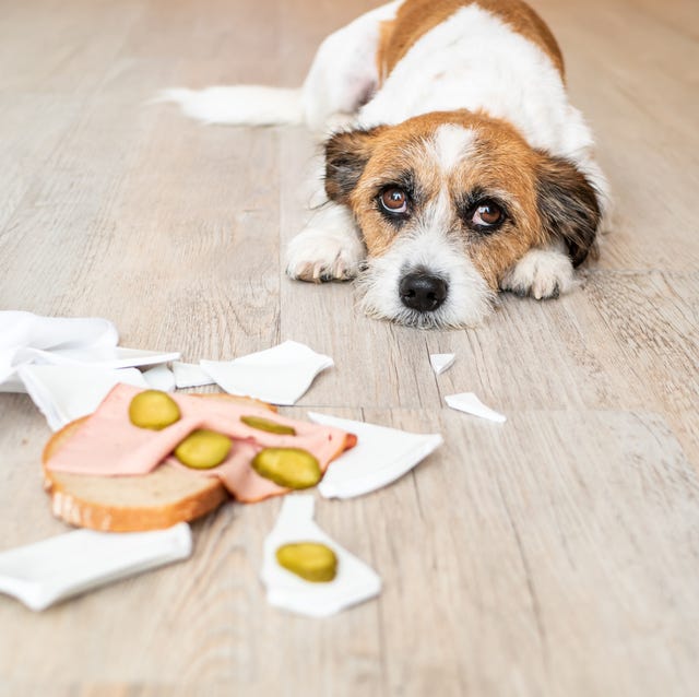 pet, animal, dish, dishes, looking at camera, stealing, animal themes, hardwood floor, sleeping