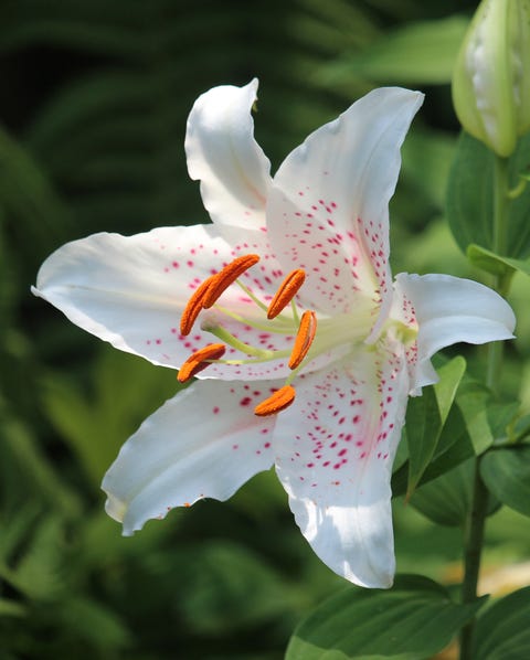 close up of beautiful white lilies growing in a summer garden nature