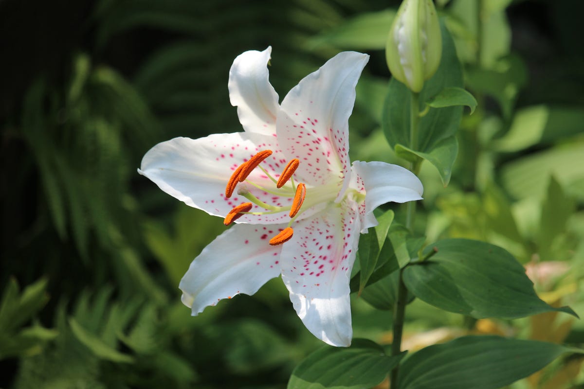 Cómo cuidar el lilium: cuidados, características y riego