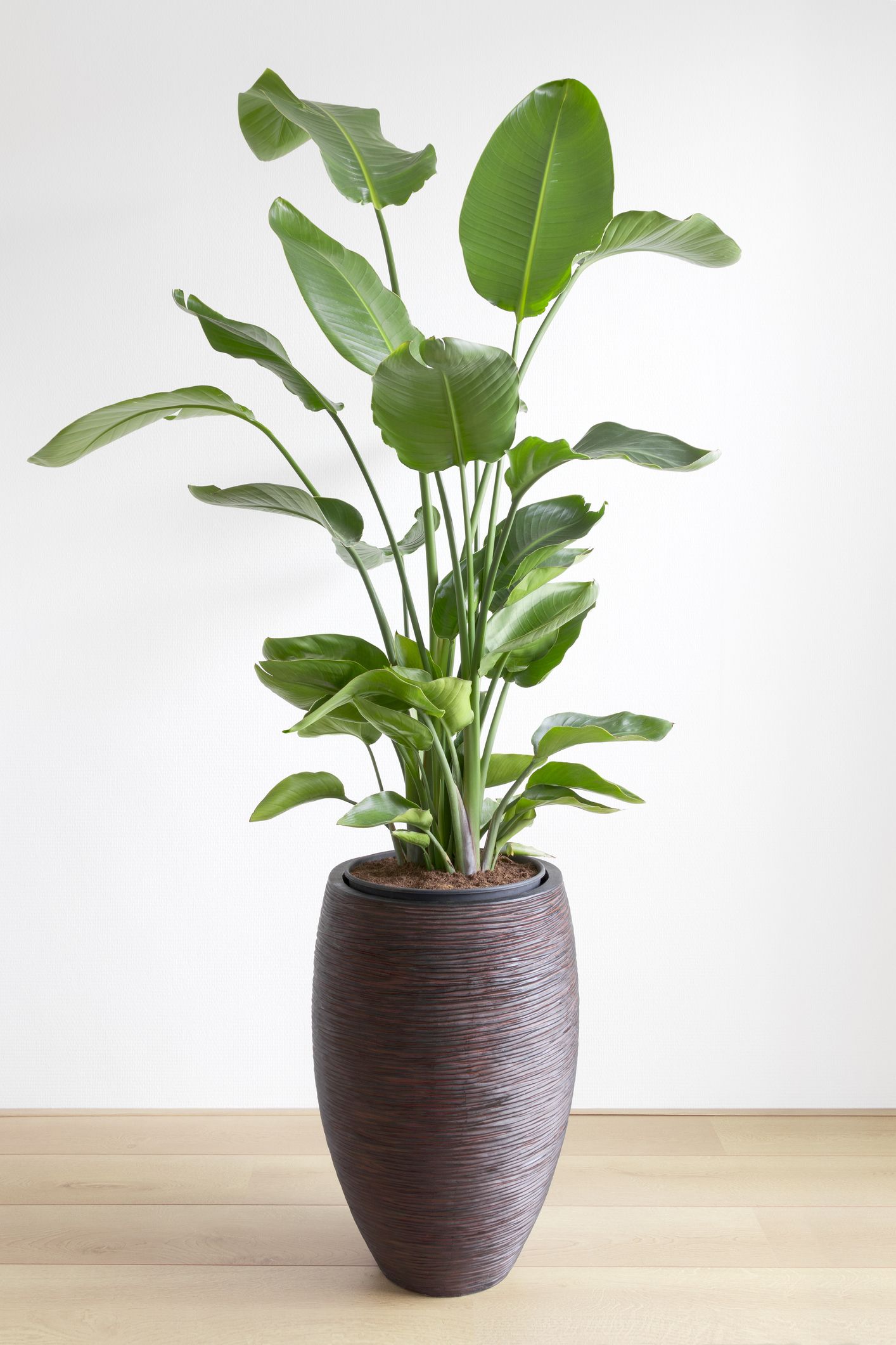 15 oversized house plants - best tall house plants to buy online