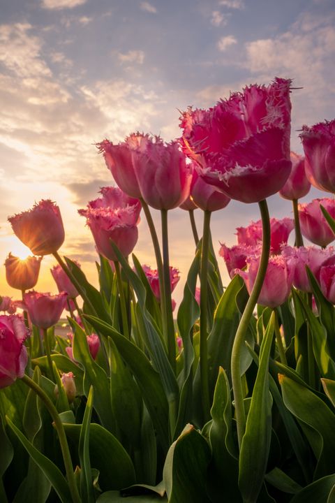 pink tulip fiel in germany with beautiful light from the evening sun
