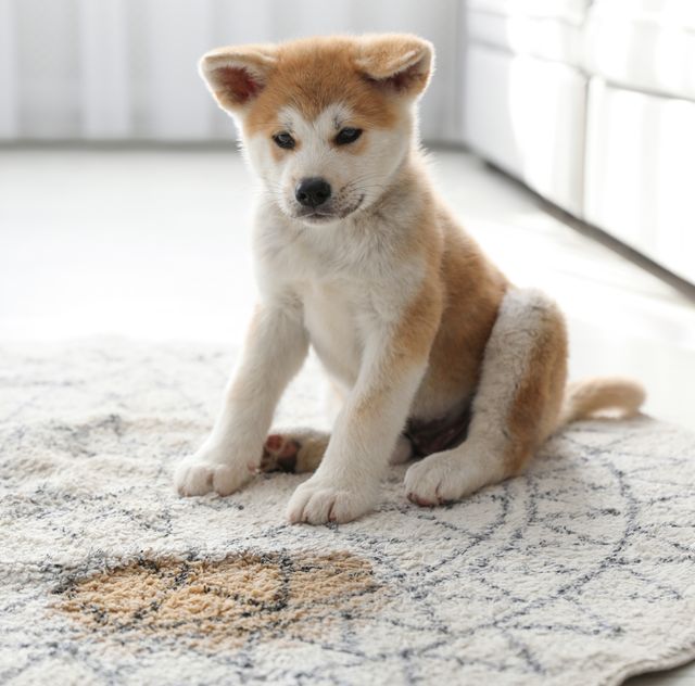 adorable akita inu puppy near puddle on rug at home
