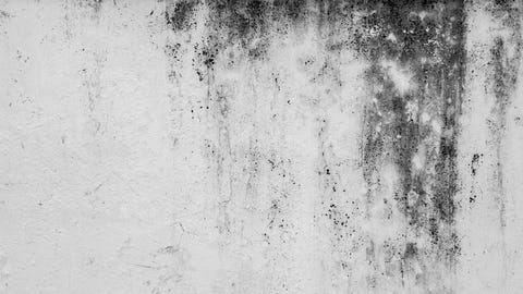 mold on the walls mold on the walls