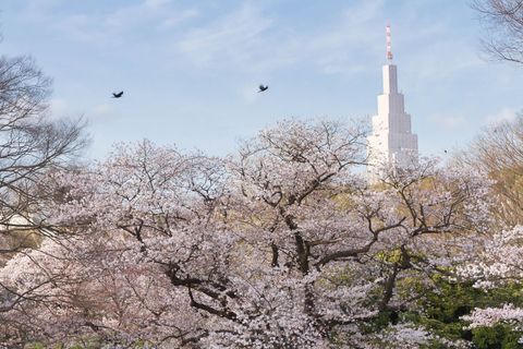 tokyo, japan   20220402 the ntt docomo yoyogi building above cherry blossom sakura in yoyogi park spring sees many japanese people enjoy hanami cherry blossom viewing by visiting parks and having picnics with food and alcohol tokyo city authorities have tried to limit these gatherings to stop the spread of the coronavirus however photo by damon coultersopa imageslightrocket via getty images