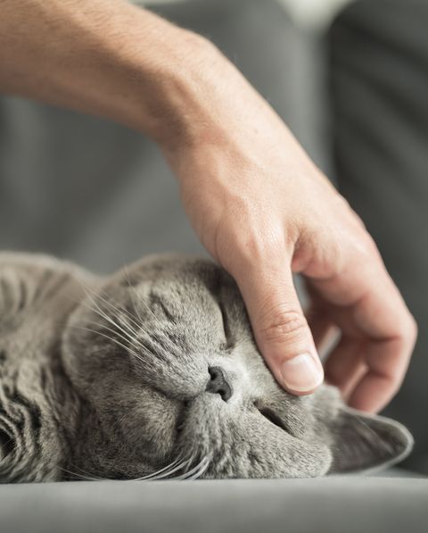 close up of a man’s hand stroking a british short hair cat’s head with his thumb as she sleeps on a grey sofa in a house in edinburgh, scotland, united kingdom