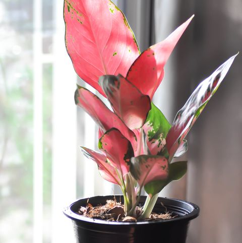 aglaonema, aglaonema commutatum or pink aglaonema plant