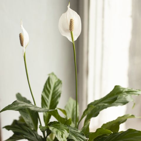 home plant, flowering peace lily or spathiphyllum on window sill at home