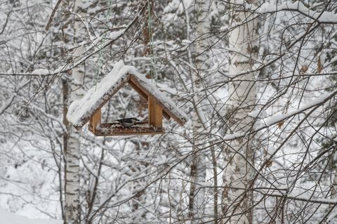 snow covered wooden bird feeder and nuthatch hanging in the winter forest