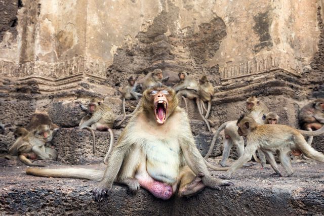 los monos, sin turistas, no saben qué comer