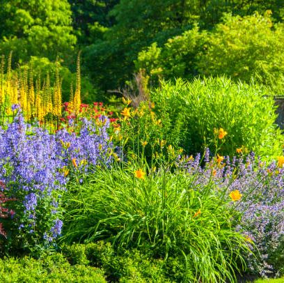 25 Best Perennial Flowers Ideas For Easy Perennial Flowering Plants