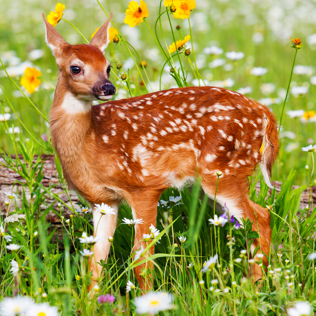 The 50 Cutest Native Animals in Every State