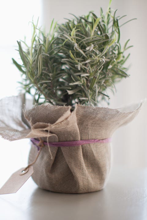 Flowerpot, Plant, Rosemary, Vase, Houseplant, Table, Herb, Flower,