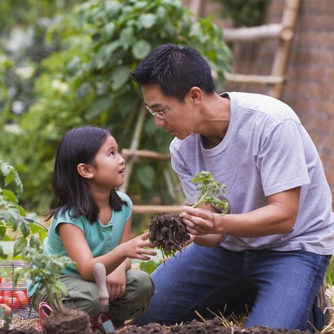 father and daughter picking vegetables