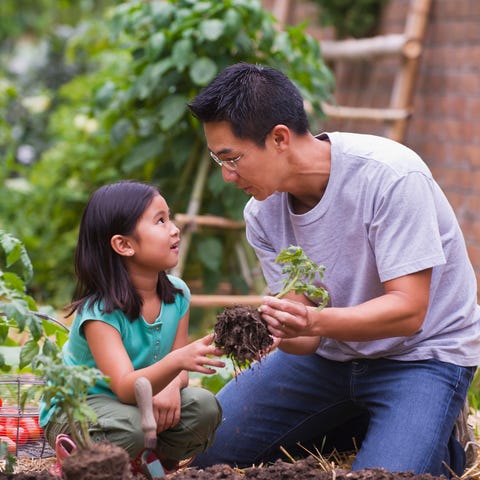 father and daughter picking vegetables father and daughter picking vegetables