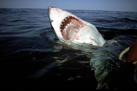 原因不明のサメによる攻撃増加 その理由は地球温暖化と関係しているの