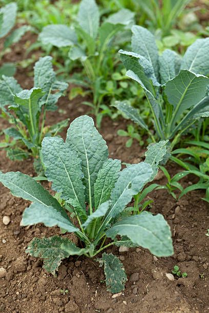 a close up of a young lacinato kale plant growing on an organic farm