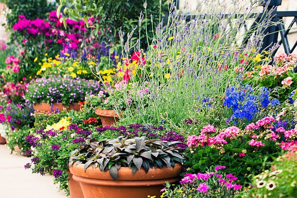 outdoor potted flower arrangements