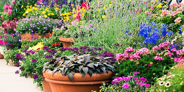 Best Container Garden Ideas – How to Style a Container Garden
