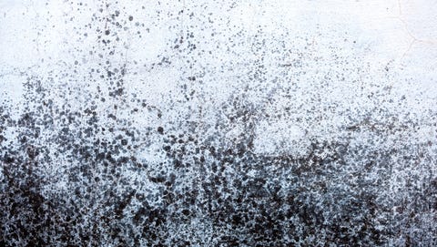 oh mold on the walls
